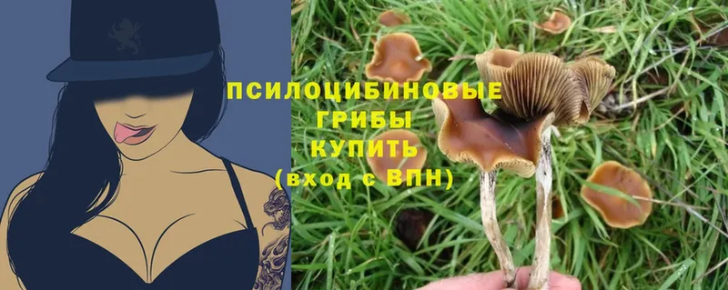 Псилоцибиновые грибы MAGIC MUSHROOMS  Корсаков 